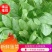 【实力代收】【精选菠菜】大叶菠菜山东产地直发全国市场