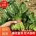 精品菠菜大量上市，产地直发，新鲜采摘，欢迎各地商量联系