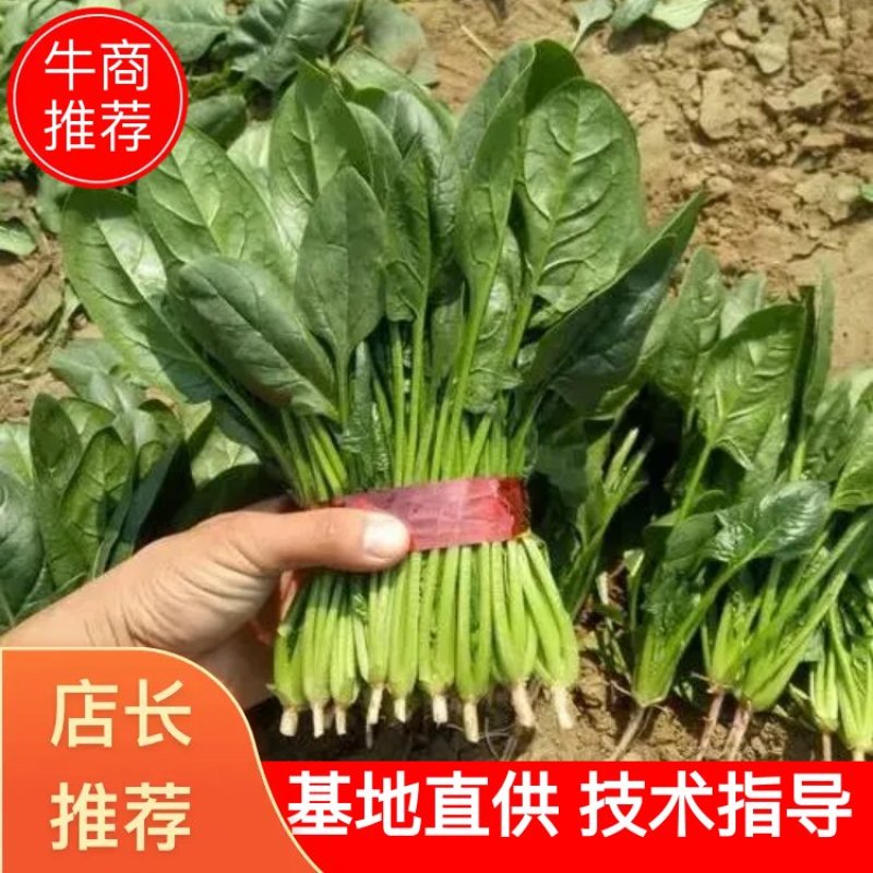 精品菠菜大量上市，产地直发，新鲜采摘，欢迎各地商量联系