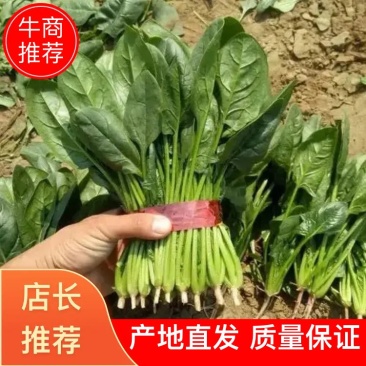 精品菠菜大量上市，产地直发，新鲜采摘，欢迎各地商量联系