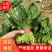 精品菠菜大量上市，产地直发，新鲜采摘，欢迎各地商量联系
