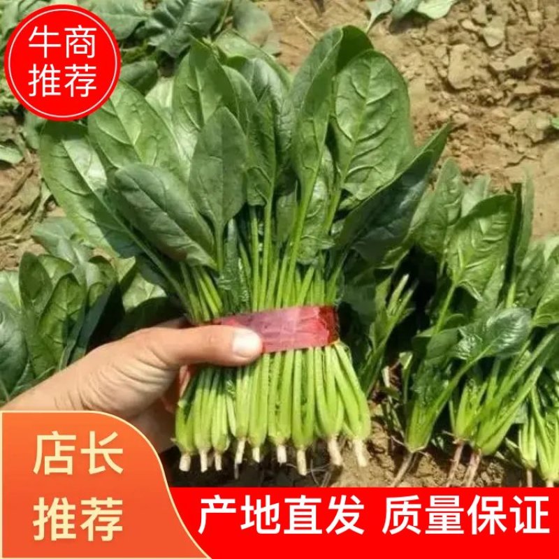 精品菠菜大量上市，产地直发，新鲜采摘，欢迎各地商量联系
