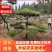 造型松树造型黑松造型油松.平顶松迎客松基地直发