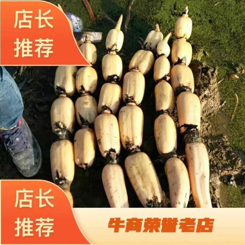 新品上市，洪湖粉藕过年不打烊