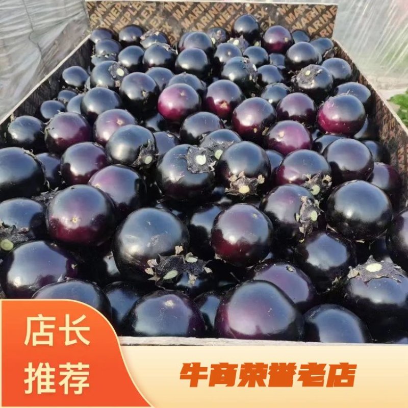 【牛商推荐】紫光园茄大量上市，量大从优，欢迎客商致电咨询
