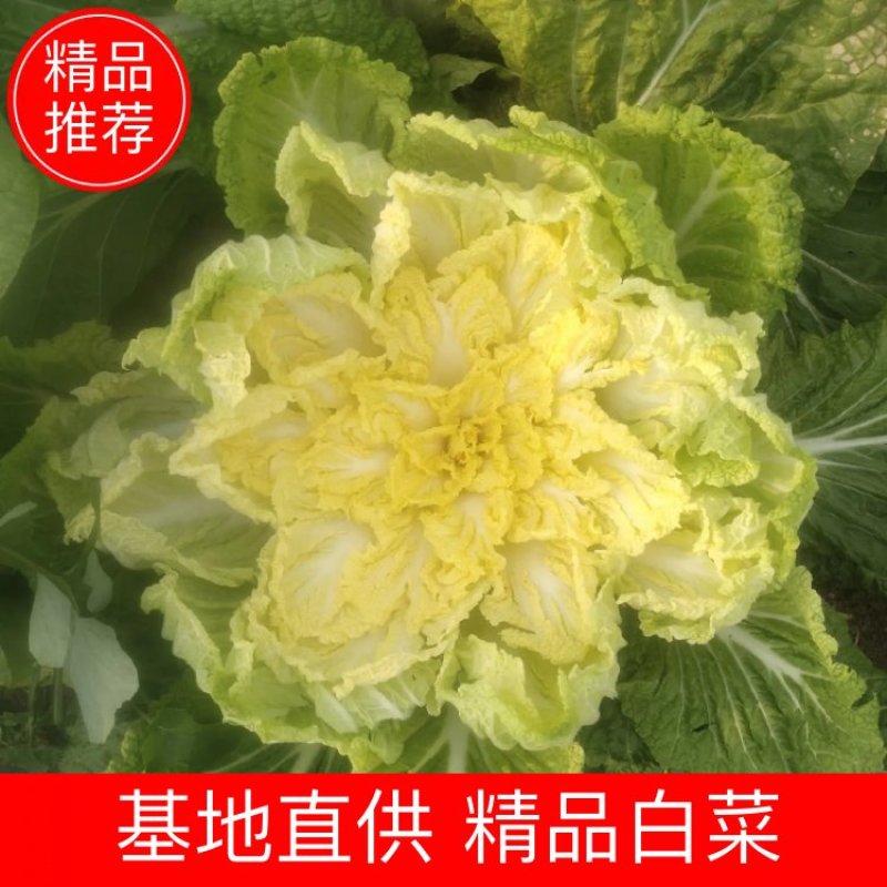 青岛平度秋季白菜大量上市物美价廉欢迎新老客户选购。