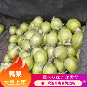 鸭梨精品上市货源充足,味道鲜甜,欢迎各位老板订购