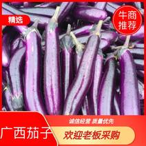 【精品茄子】广西茄子紫长茄精品茄子基地直供