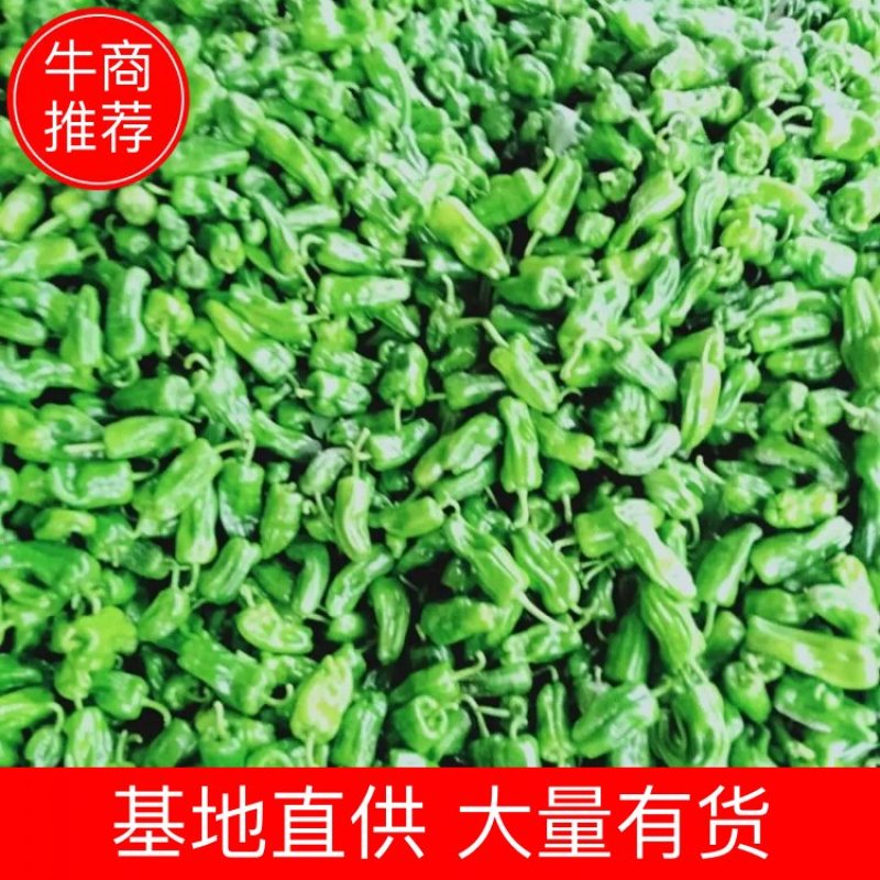 精品泡椒鲜辣椒产地直供价格实惠货源充足长期供货