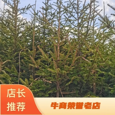 【牛商推荐】云杉/绿化/松树/乔灌木/绿化松树,欢迎采购