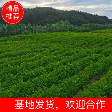 紫穗槐小苗（棉槐）（油条），价格优惠，欢迎各位老板咨询。