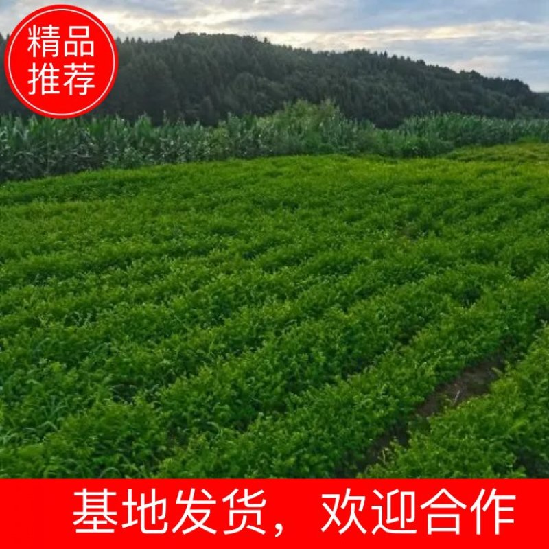 紫穗槐小苗（棉槐）（油条），价格优惠，欢迎各位老板咨询。