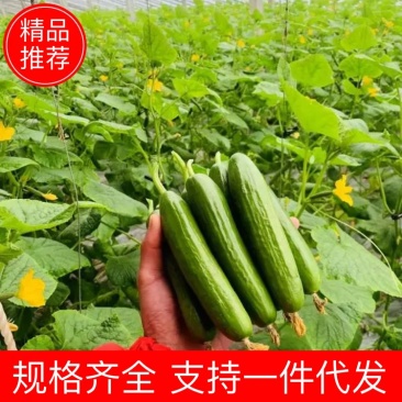 水果黄瓜产地货源规格齐全电商品质支持一件代发