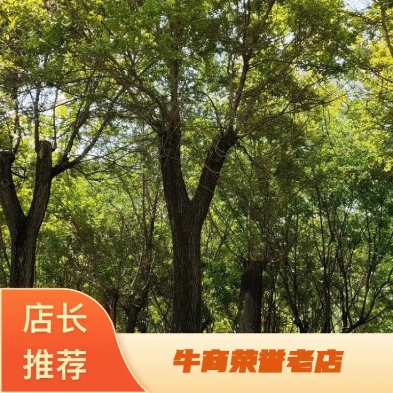 （推荐）金叶榆15――50公分，大量供应，欢迎合作