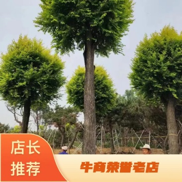 （推荐）金叶榆15――50公分，大量供应，欢迎合作