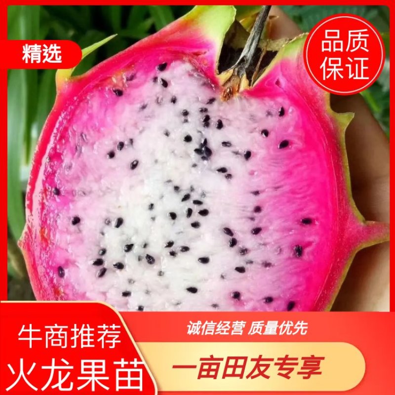 双色龙火龙果苗火龙果苗种不活包退换包邮，价格实惠
