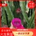 火龙果苗糖龙火龙果苗小糖龙火龙果苗新品种火龙苗当年