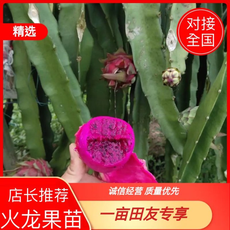 火龙果苗糖龙火龙果苗小糖龙火龙果苗新品种火龙苗当年