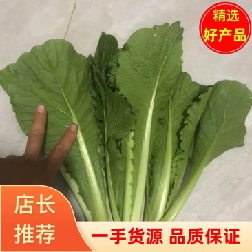 小白菜邯郸小白菜产地直发全国发货诚信经营批发电商