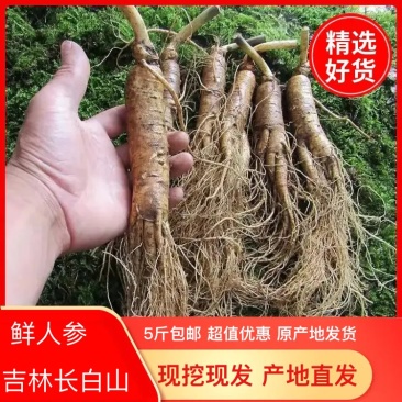 长白山鲜人参，现挖先发，量大优惠，支持一件代发