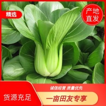 【牛商推荐】太和县上海青，产地直发，货量充足，欢迎采购