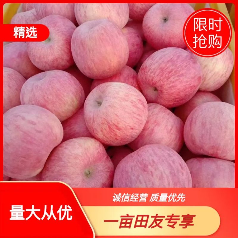 临猗坡上冰糖心精品红富士纸加膜苹果货源充足脆甜多汁