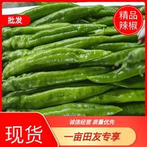 《推荐》潍坊青州尖椒黄皮尖椒30微辣市场收货一货源