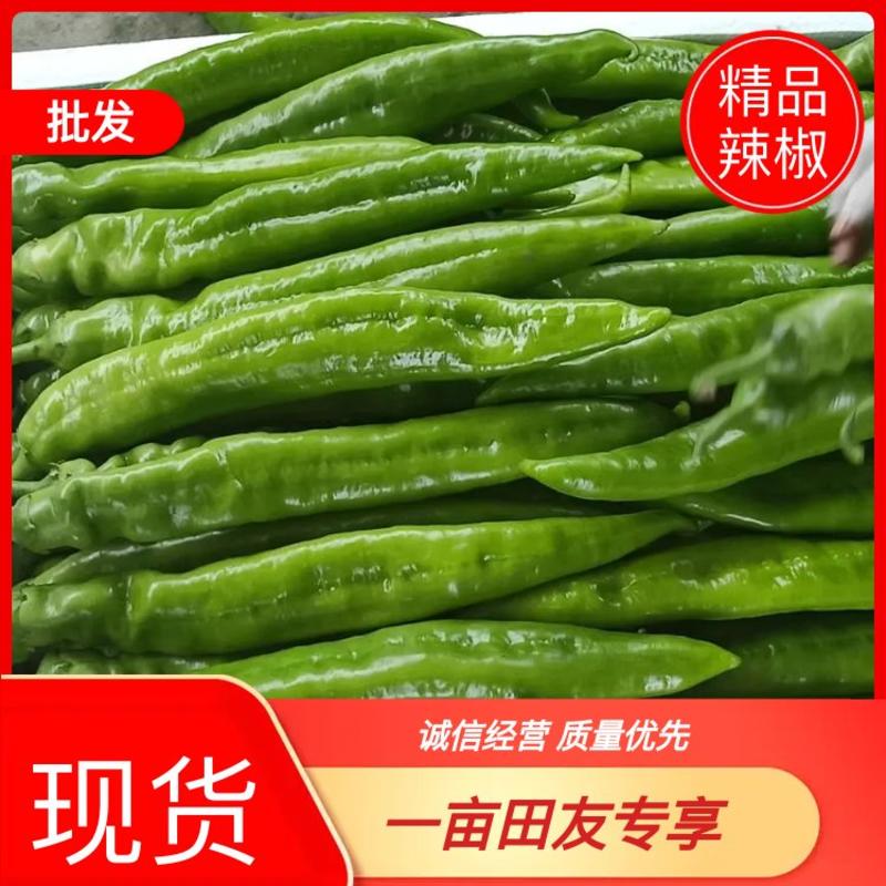 《推荐》潍坊青州尖椒黄皮尖椒30微辣市场收货一货源