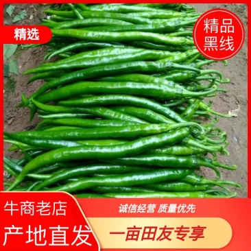 《推荐》精品鲜辣椒，线椒山东潍坊青州精品线椒便宜了辣椒