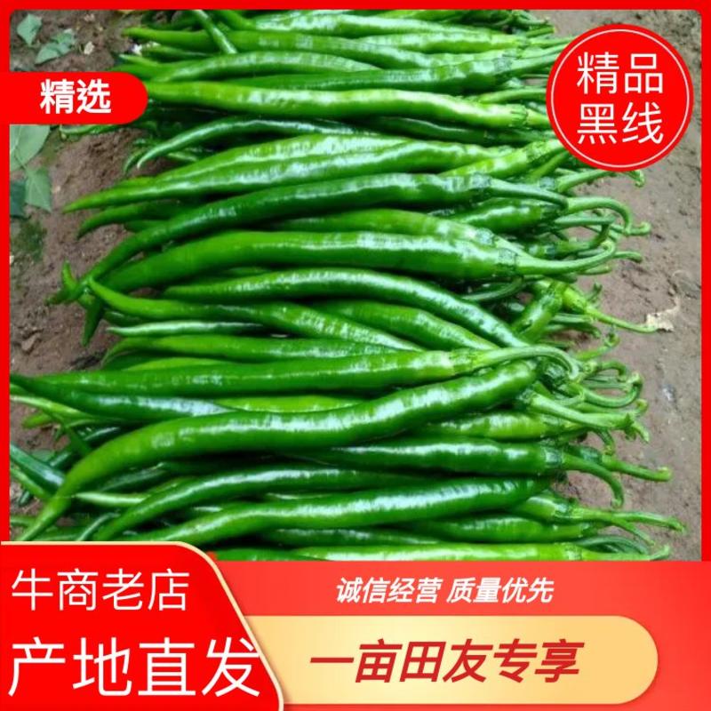 《推荐》精品鲜辣椒，线椒山东潍坊青州精品线椒便宜了辣椒