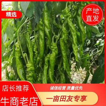 《推荐》鲜辣椒精品潍坊青州精品龙椒螺丝椒产地直发货源充足
