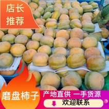 河北保定满城磨盘柿子精选手选货，质量好价格低