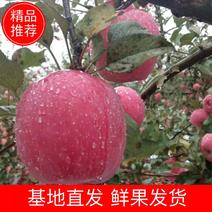 【精品】陕西礼泉县红富士大量上市，个头大，颜色艳丽，口感脆甜