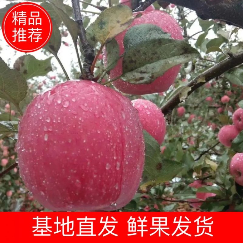 【精品】陕西礼泉县红富士大量上市，个头大颜色艳丽口感脆甜