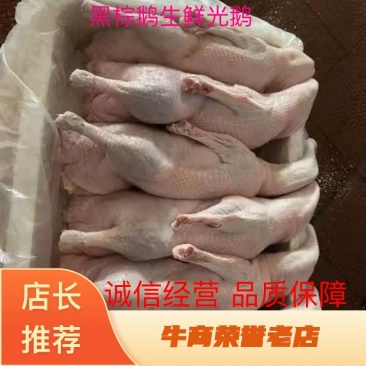 【热卖】黑棕鹅全国供货诚信经营大量供货欢迎电询