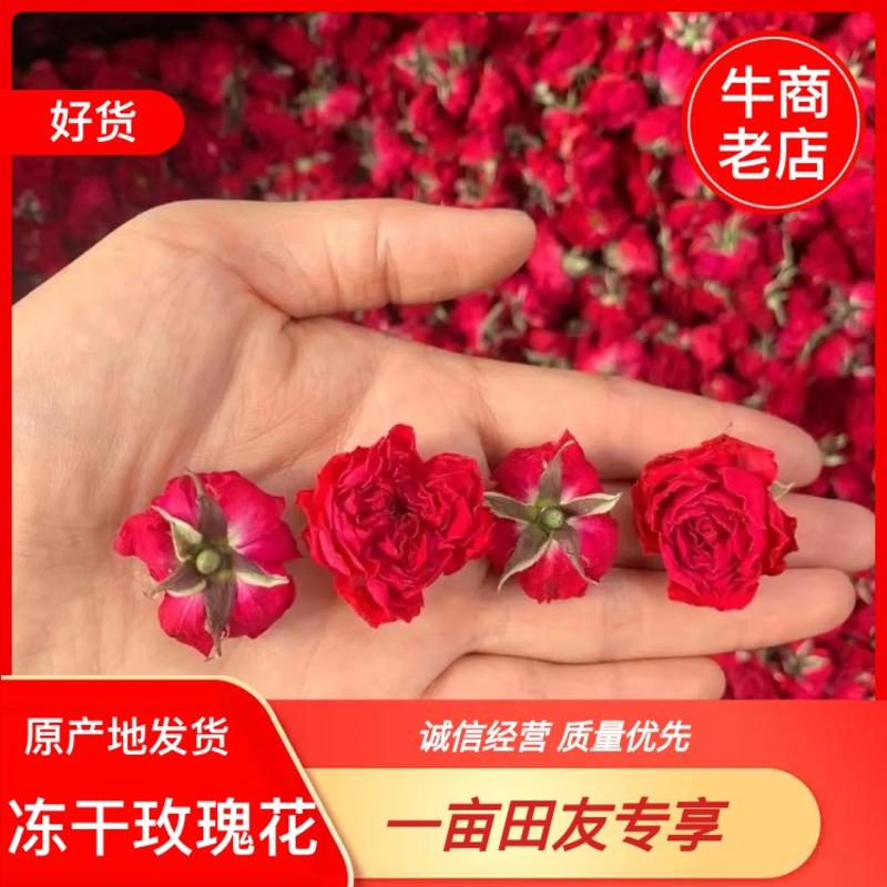 冻干玫瑰花冠，全国发货，产地发货可视频看货