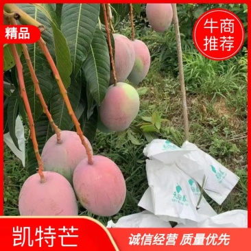攀枝花凯特芒果，皮薄肉厚，果肉香甜细腻，果型均匀