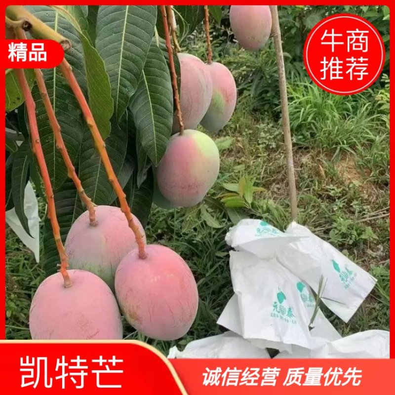 攀枝花凯特芒果，皮薄肉厚，果肉香甜细腻，果型均匀