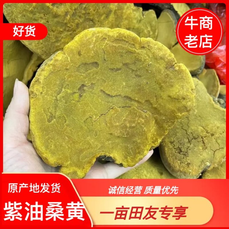 野生紫油桑黄，全国可发货实，可视频看货欢迎合作