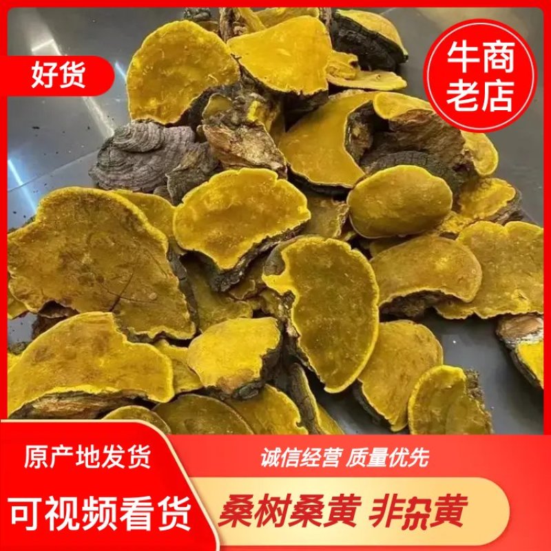 野生桑树桑黄，非杂黄，全国可发货，可视频看货