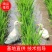 吉林九台稻作区水稻。小粒香，圆粒香，长粒香。稻花香供应商