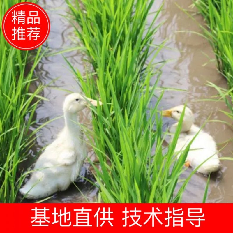 吉林九台稻作区水稻。小粒香，圆粒香，长粒香。稻花香供应商