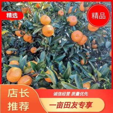 南丰产地南丰蜜橘红美人等可实地看货可提前预定