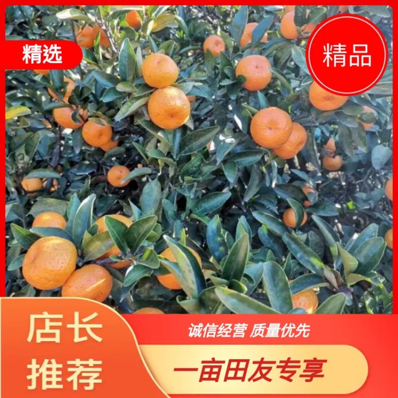 南丰产地南丰蜜橘红美人等可实地看货可提前预定