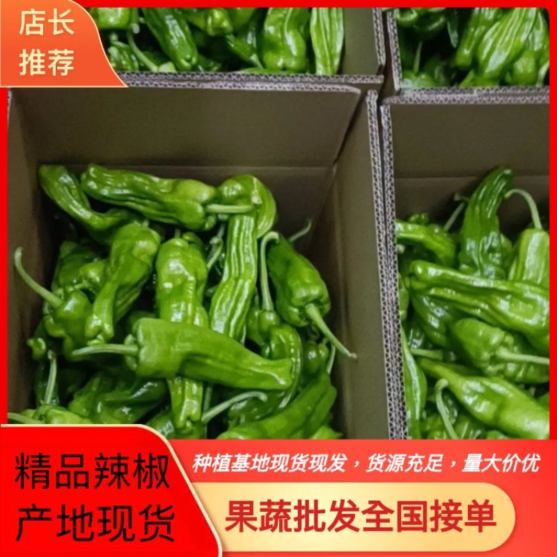 薄皮椒，芜湖椒，线椒，罗丝椒产地现货，支持线上看货