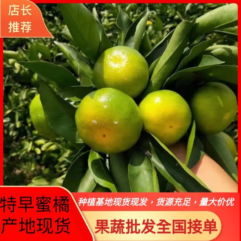 特早蜜桔大量有货，产地直供，品质保正，量大价优支持看货