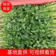 裕之丰农业大叶小叶香菜净菜毛菜货源充足产地发货