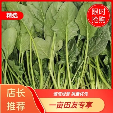 银川菠菜精品菠菜大颗圆叶菠菜叶绿根细