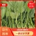 银川菠菜精品菠菜大颗圆叶菠菜叶绿根细