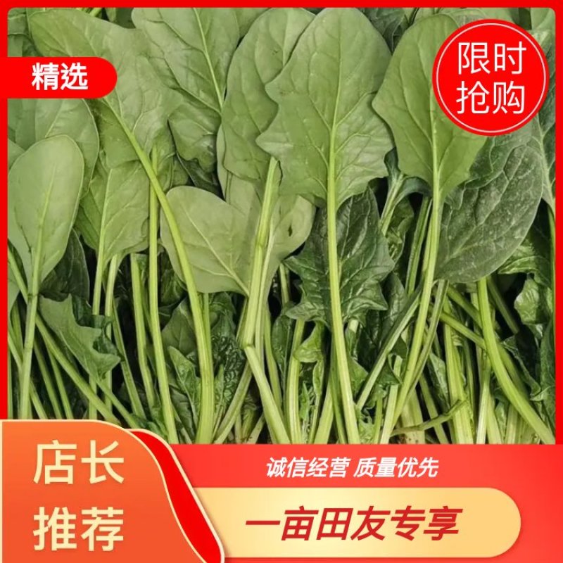 银川菠菜精品菠菜大颗圆叶菠菜叶绿根细